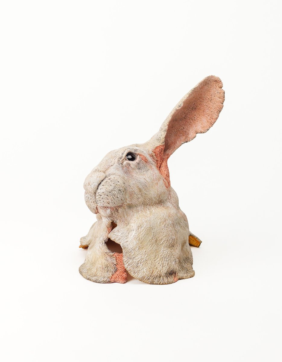覆皮 Leporidae 001